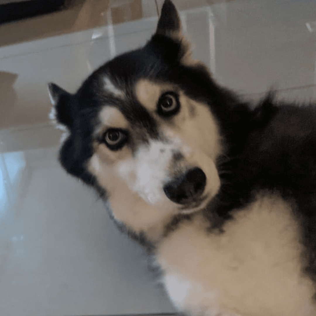 Husky dog, one of the Hoodle office supervisors
